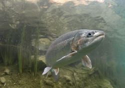 Rainbow trout.
Capernwray.
D200,16mm. by Mark Thomas 